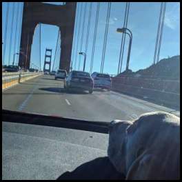 thumbnail Weimaraner on the dashboard golden gate bridge