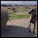 thumbnail Weimaraner tumbleweed