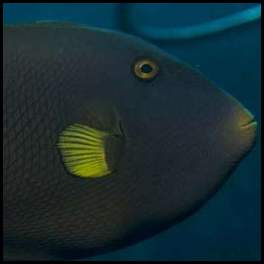 thumbnail Hawaii Maui scuba dive fish triggerfish