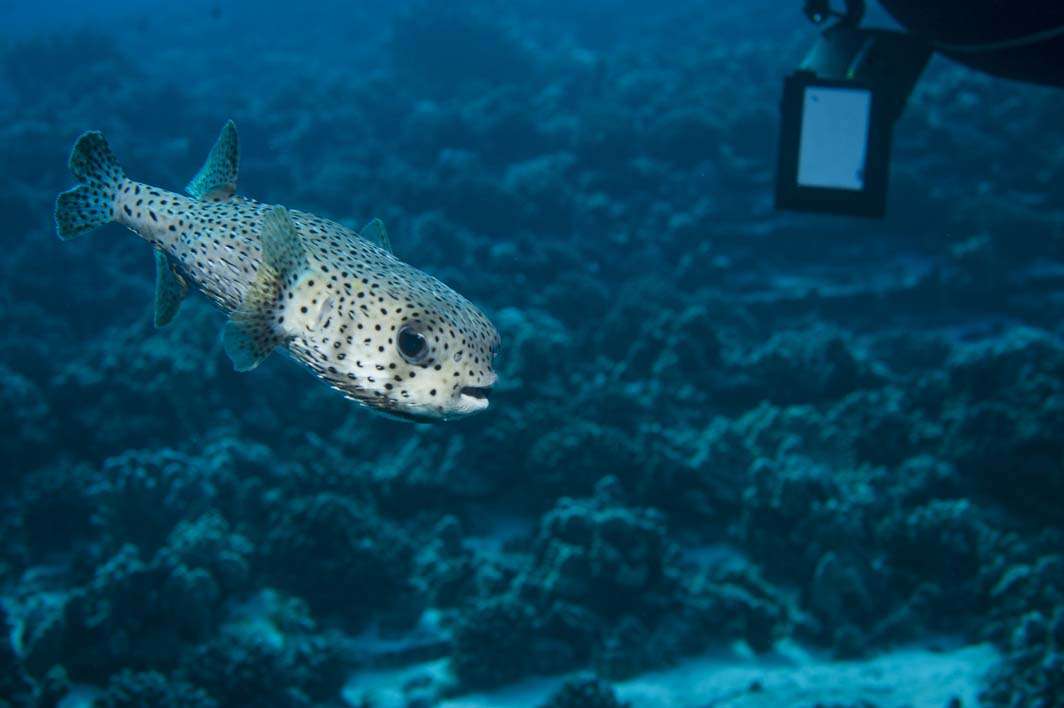 Hawaii Maui scuba dive pufferfish fish