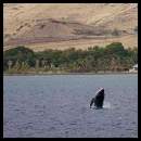 thumbnail Hawaii Maui humpback whale calf breeching offshore