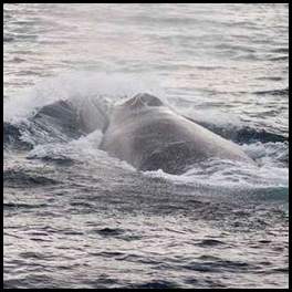 thumbnail Hawaii Maui humpback whale blowhole spout