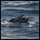 thumbnail Hawaii Maui humpback whale calf mouth open