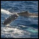 thumbnail Hawaii Maui humpback whale calf and mother