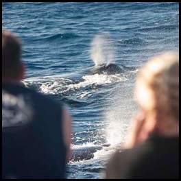 thumbnail Hawaii Maui humpback whale whalewatching spout