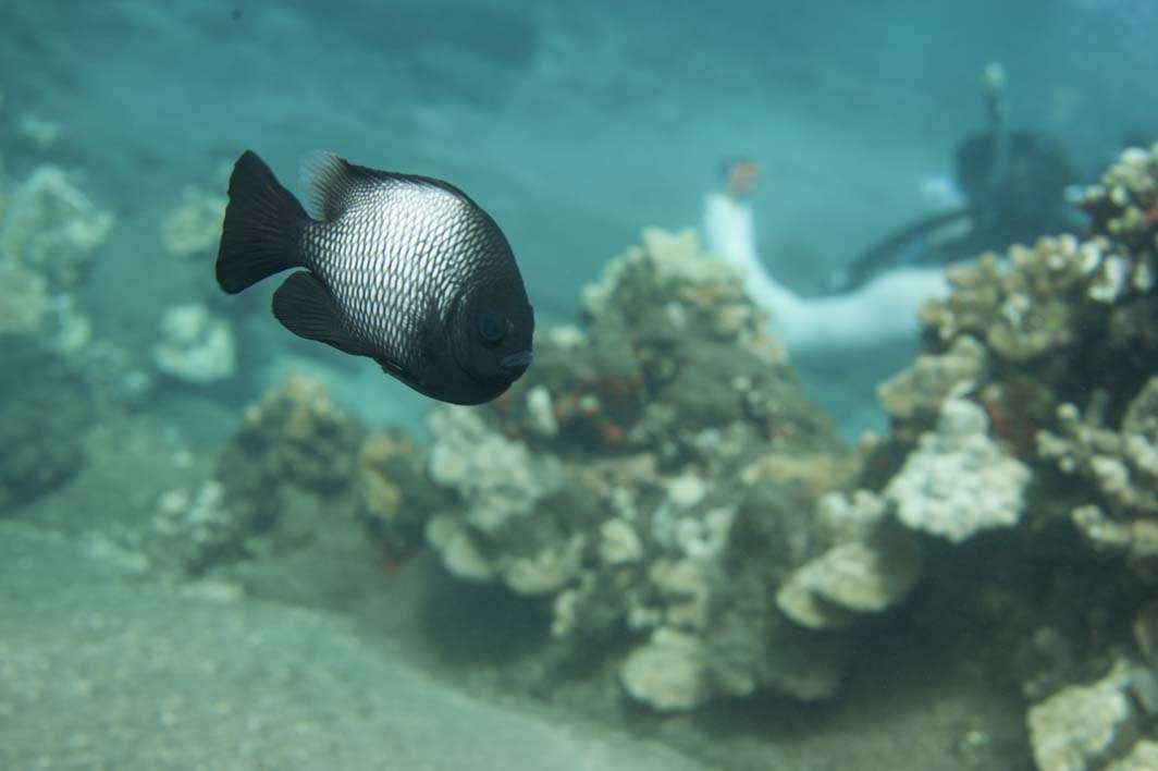 Hawaii scuba dive underwater photography Mala Pier fish