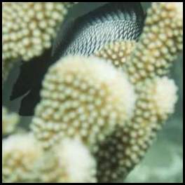 thumbnail Hawaii Maui scuba dive fish coral reef