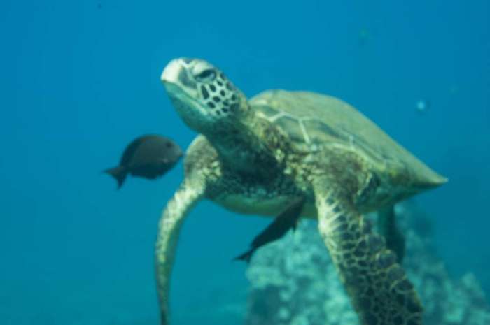 Hawaii Maui scuba dive out of focus turtle