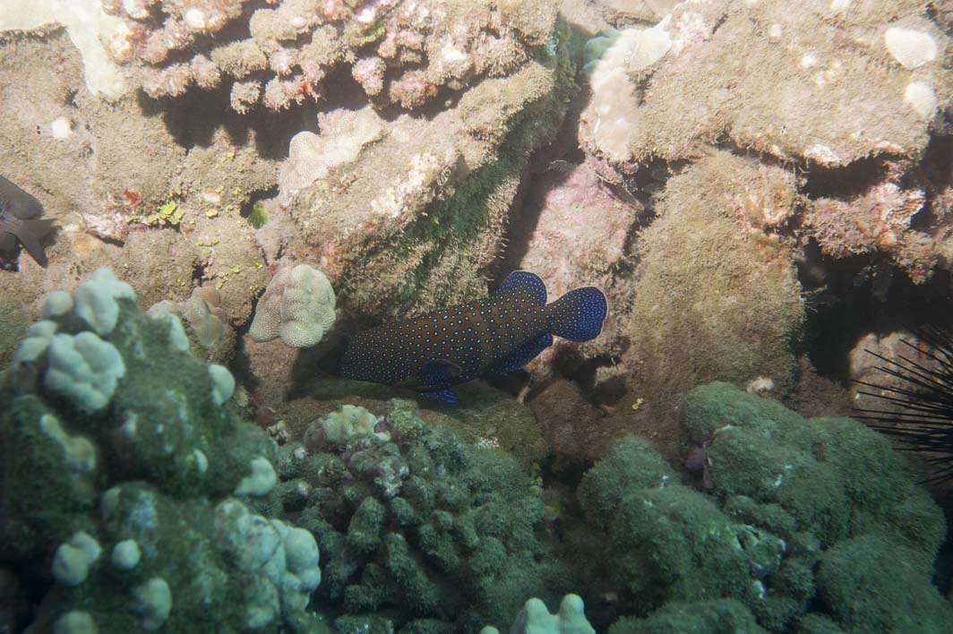 Hawaii Maui scuba dive fish coral reef