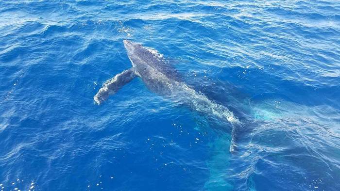 Hawaii Maui humpback calf just below surface