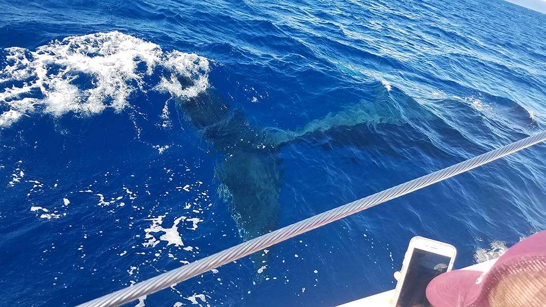 Hawaii Maui humpback whale tail underwater boat