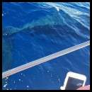 thumbnail Hawaii Maui humpback whale tail underwater boat