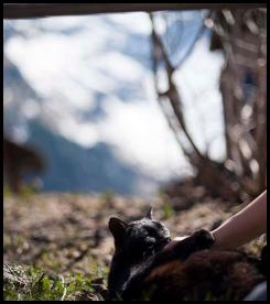 Swiss alps Gimmelwald cat
