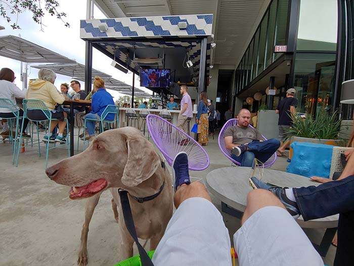 Gravity Heights Brewery patio weimaraner dog