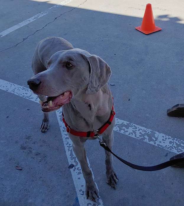 Dog weimaraner stitches cancerous thyroid removal