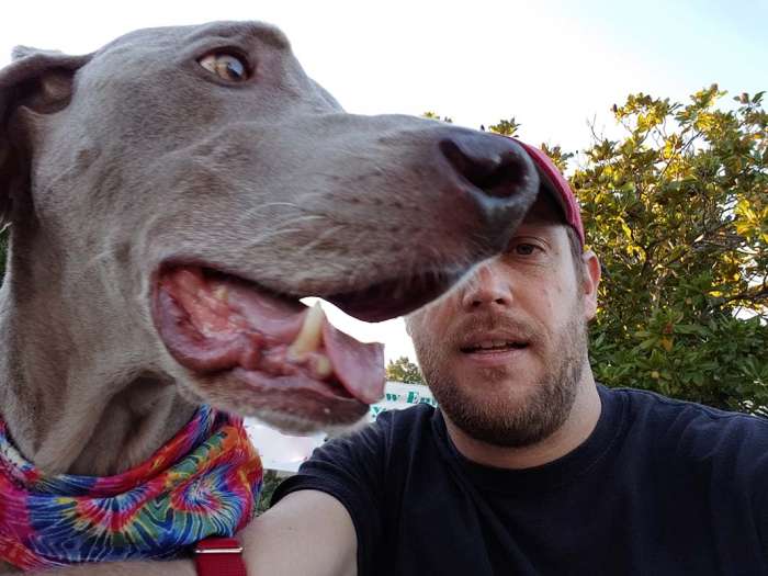 Hike dog weimaraner