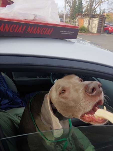Dog weimaraner eating breadstick Marys pizza shack