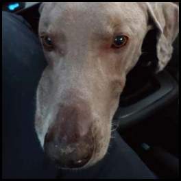 thumbnail Weimaraner in car