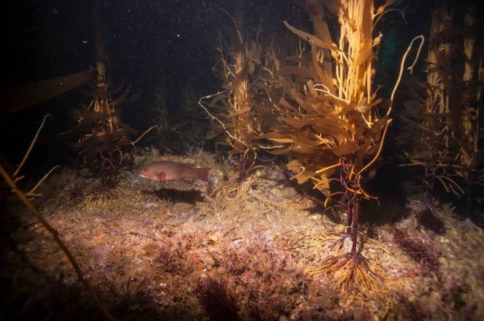 Fish scuba dive kelp forest