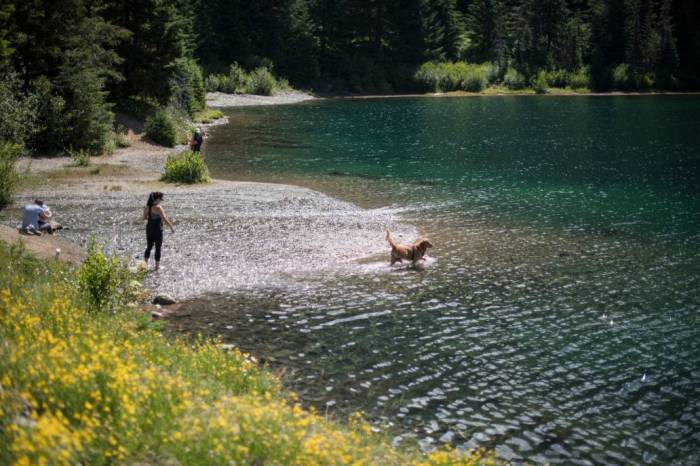 Dog lake