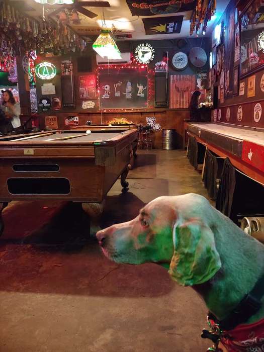 Hamiltons Pub dog weimaraner pool shuffleboard