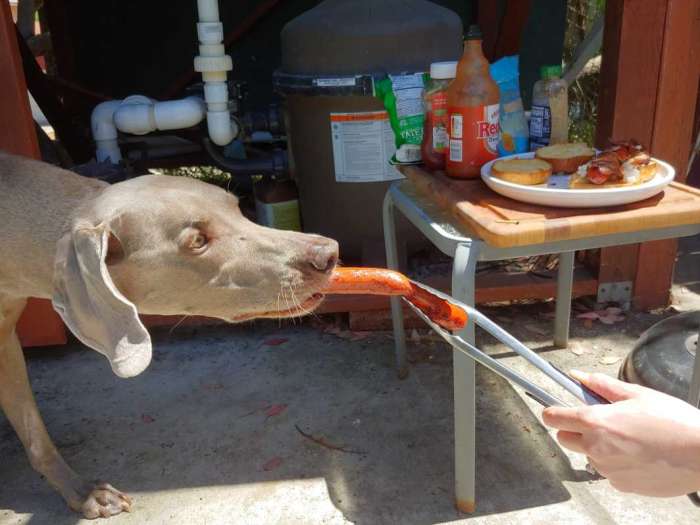 Weimaraner hot dog tongs barbecue dog eat dog world