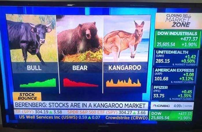 Kang gang kangaroo market volatility