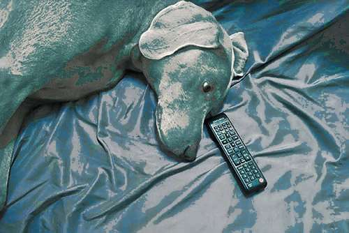 Dog weimaraner TV remote Samsung lazy