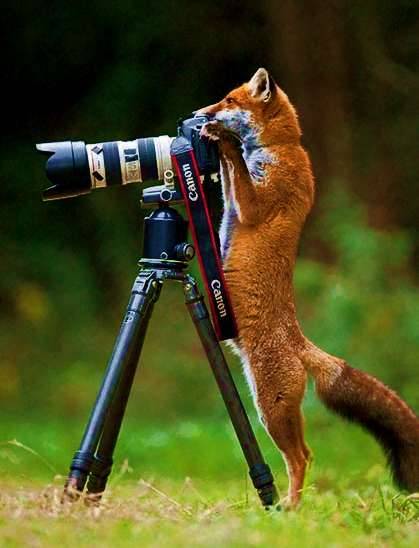 Fox using camera nature photography stylized cute
