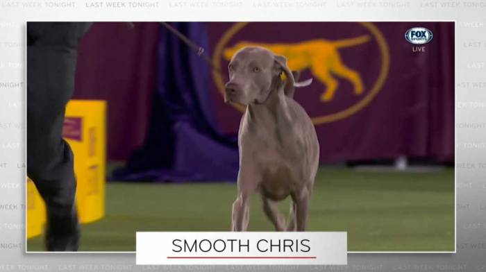 Last Week Tonight John Oliver Westminster dog show Smooth Chris weimaraner