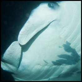 thumbnail Hawaii manta night dive scuba spot pattern