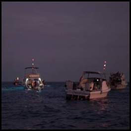 thumbnail Hawaii manta night dive evening boats snorkelers