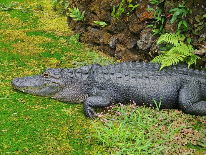 Panaewa zoo Hilo Hawaii crocodile