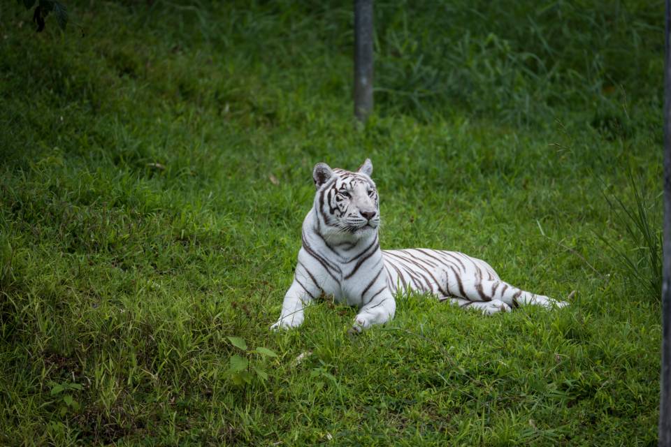 Panaewa zoo Hilo white tiger Tzatziki