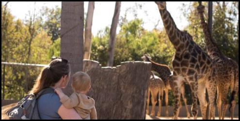 Zoo giraffes