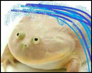Surfing meme it is wednesday my dudes frog