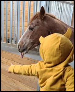 Barn horses tongue