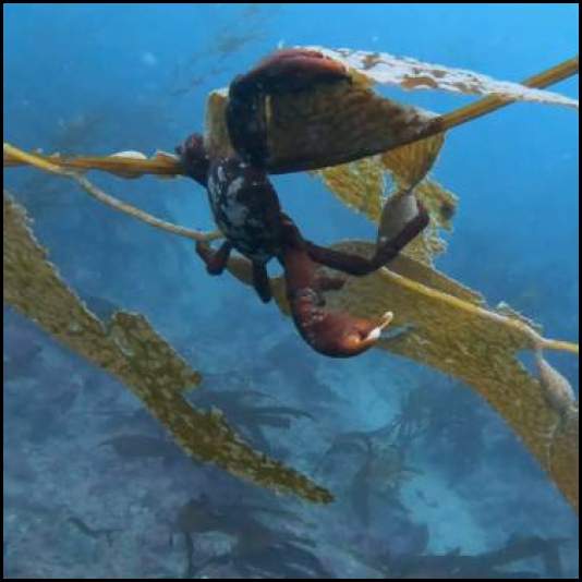 thumbnail Scuba dive La Jolla Cove crab kelp