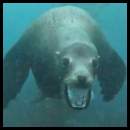 thumbnail Scuba dive La Jolla Cove sea lion mouth open