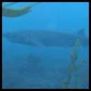 thumbnail Scuba dive La Jolla Cove sevengill shark