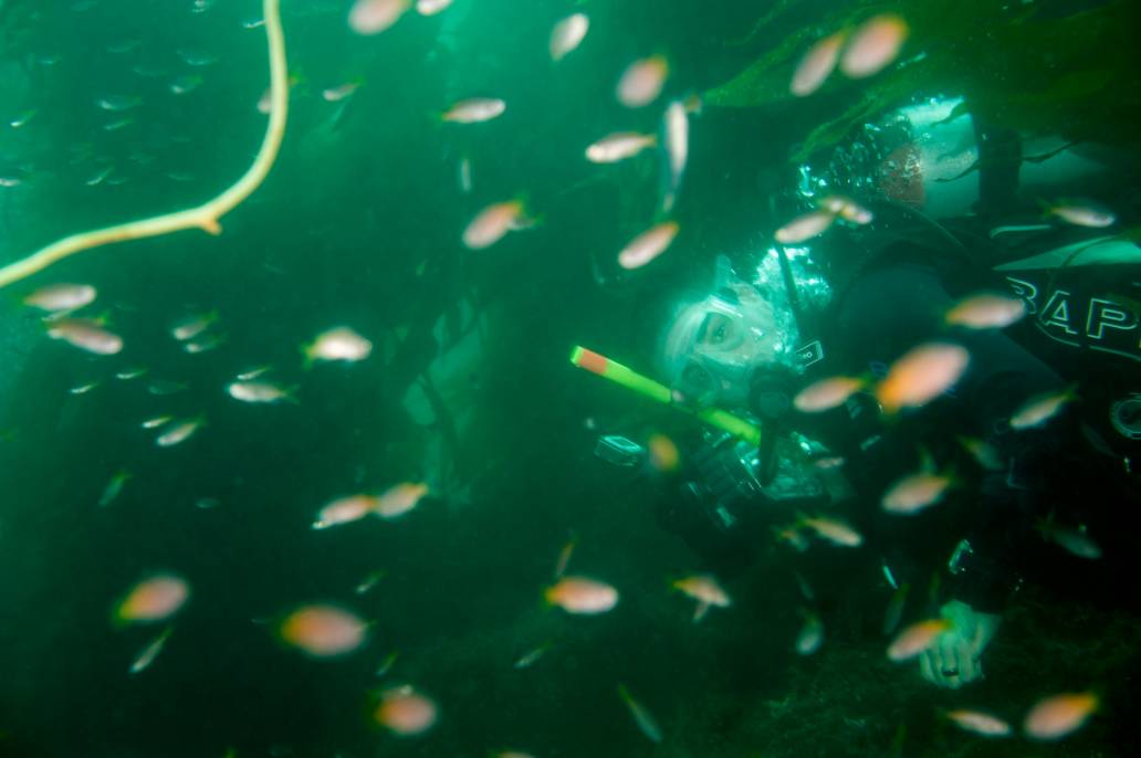 Catalina Avalon scuba Casion Point Dive Park diver fish