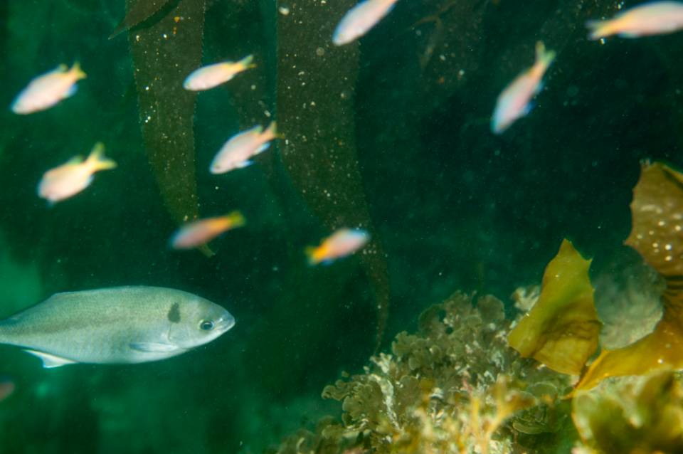 Catalina Avalon scuba Casino Point Dive Park fish
