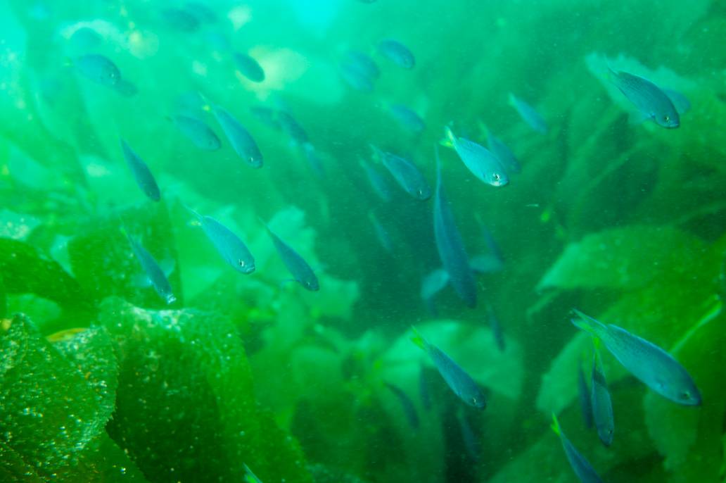 Catalina Avalon scuba Casino Point Dive Park fish kelp