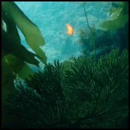 thumbnail Catalina Casino Point Dive Park scuba plants