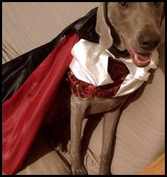 Costume Halloween dog weimaraner vampire