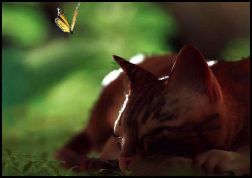 Stray cat butterfly sleeping