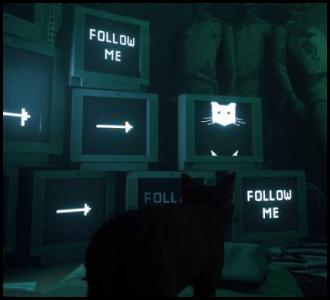 Stray cat computer screens follow me