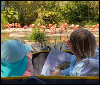 Wagon San Diego Zoo flamingos
