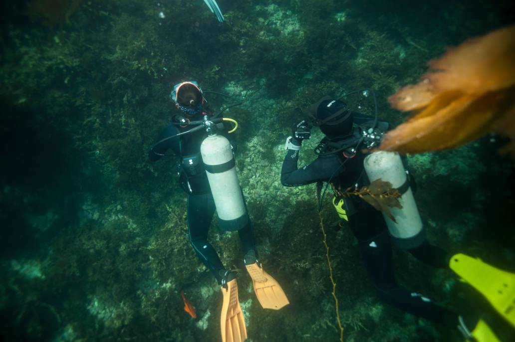 Scuba dive Catalina kelp beds underwater divers