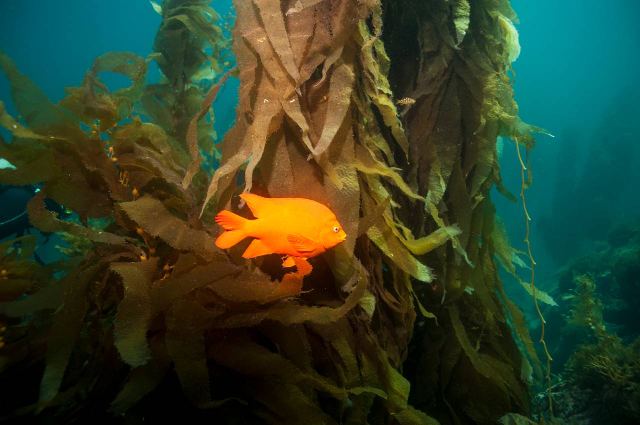 Scuba dive Catalina kelp forest underwater garibaldi